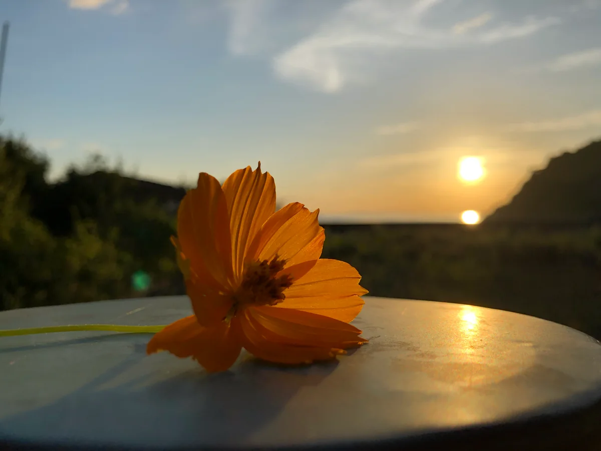 投稿写真：黄花コスモス