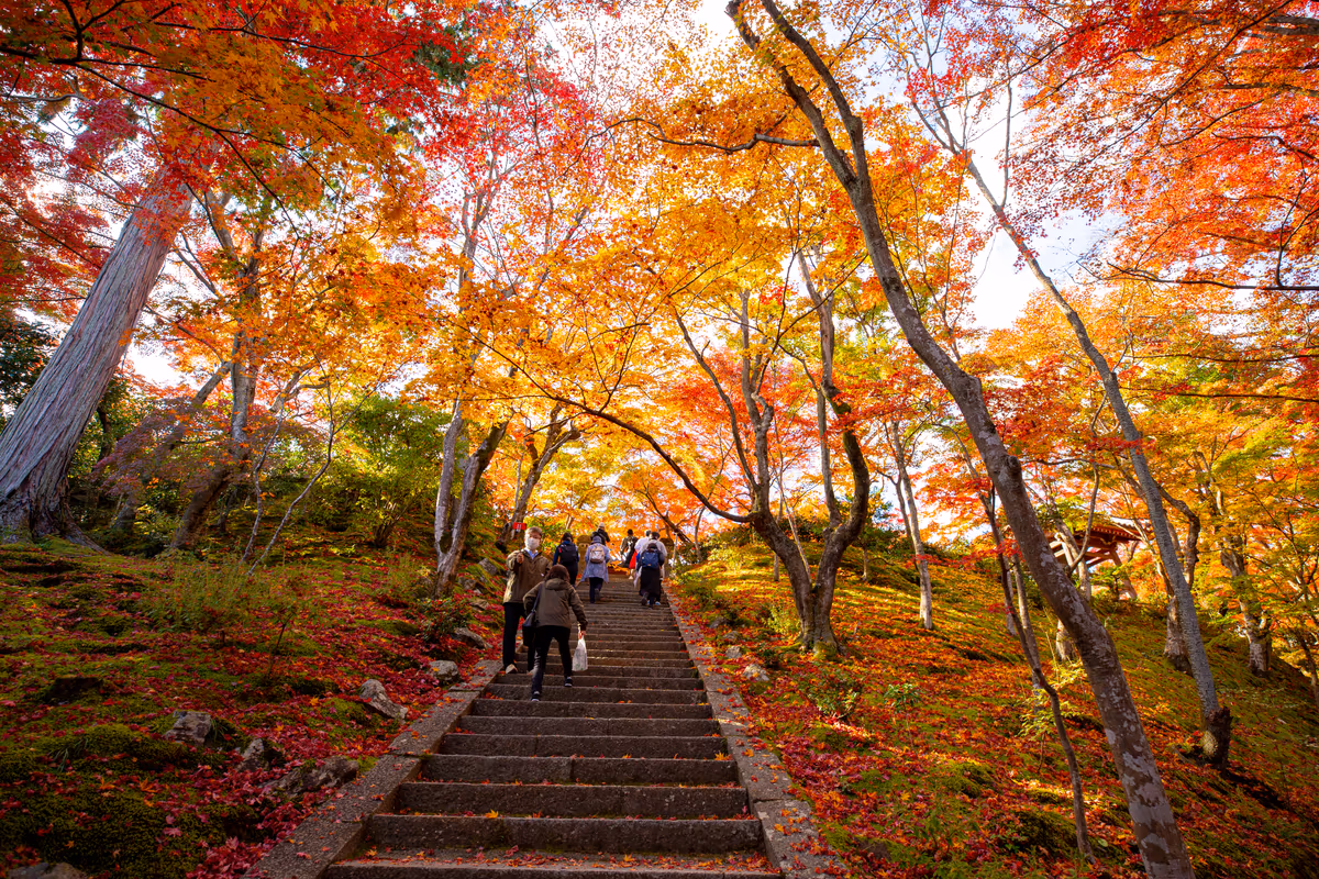 投稿写真：常寂光寺の紅葉