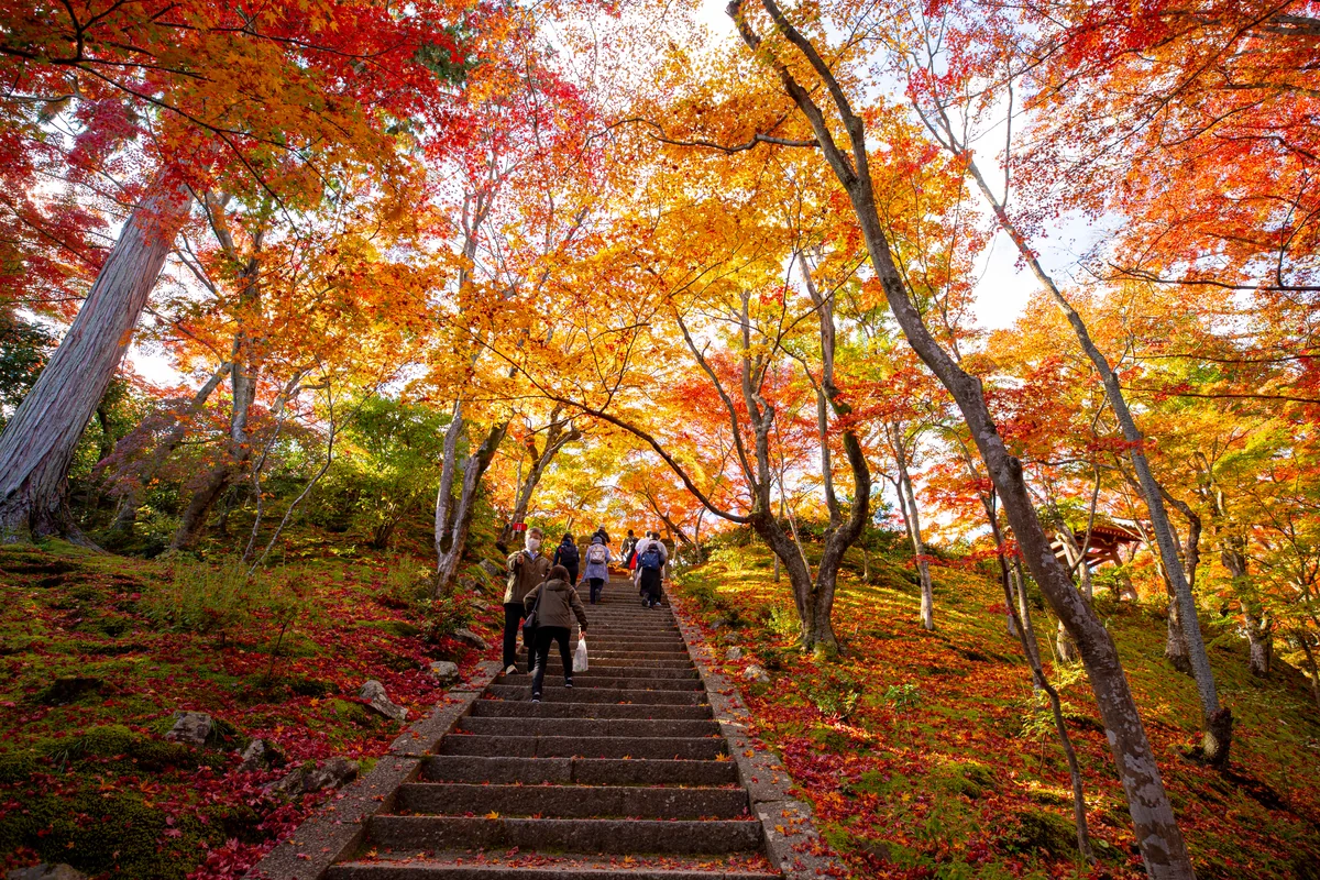 投稿写真：常寂光寺の紅葉