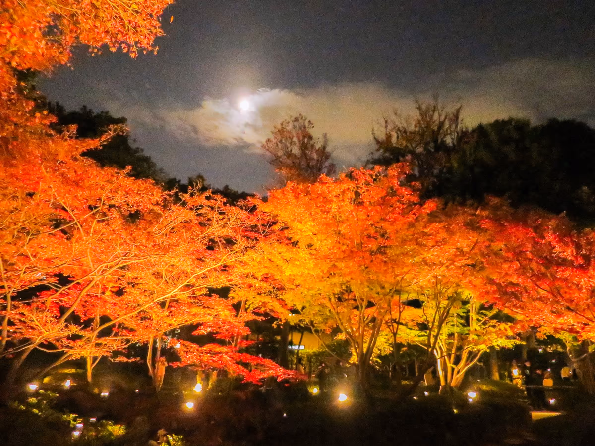 投稿写真：ライトアップされたモミジの紅葉と月