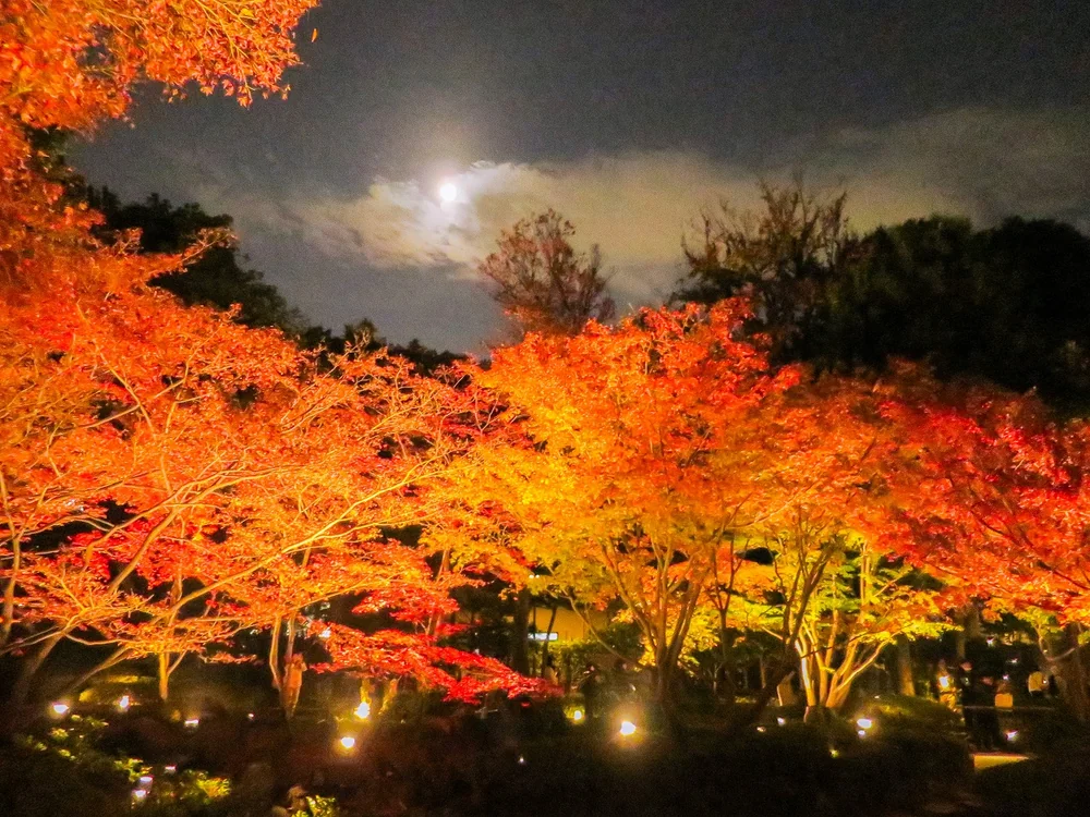 投稿写真：ライトアップされたモミジの紅葉と月