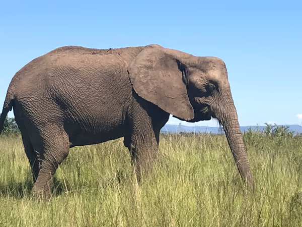投稿：アフリカゾウ？