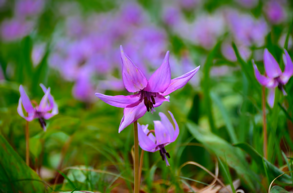 投稿写真：カタクリの花咲く春を待ちわびて