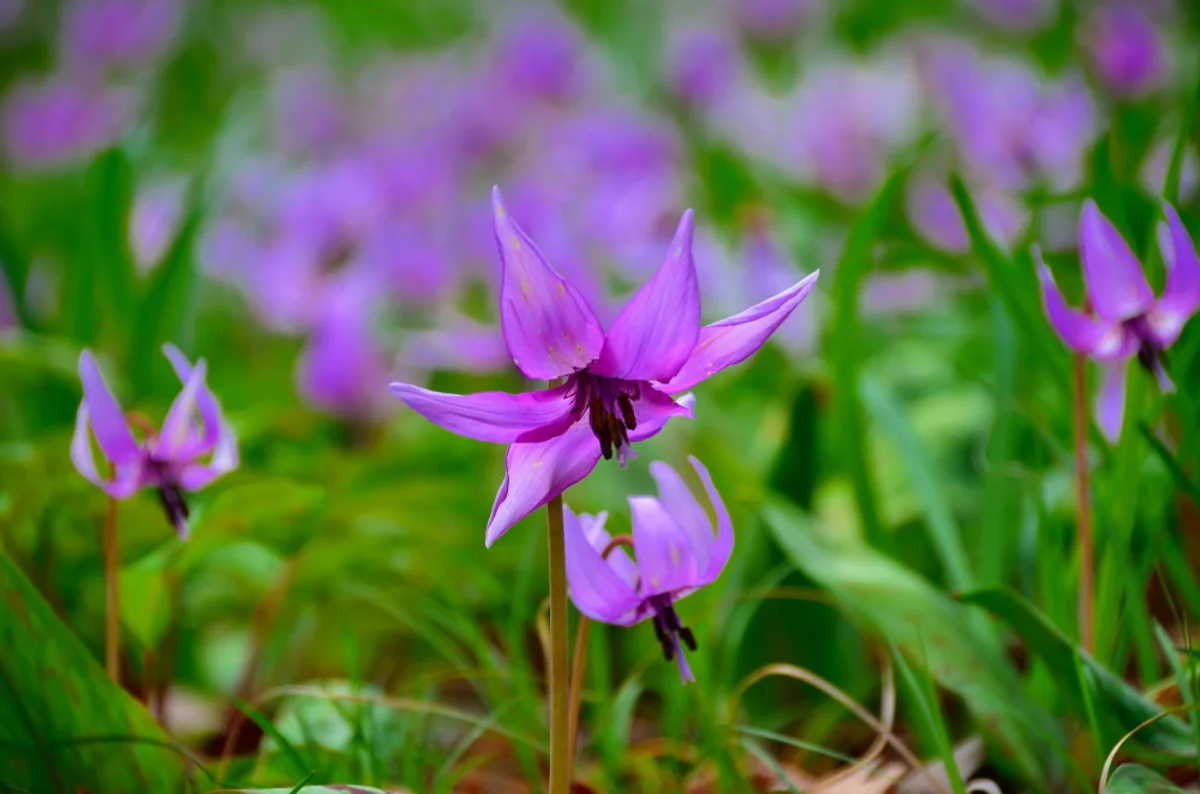 投稿写真：カタクリの花咲く春を待ちわびて