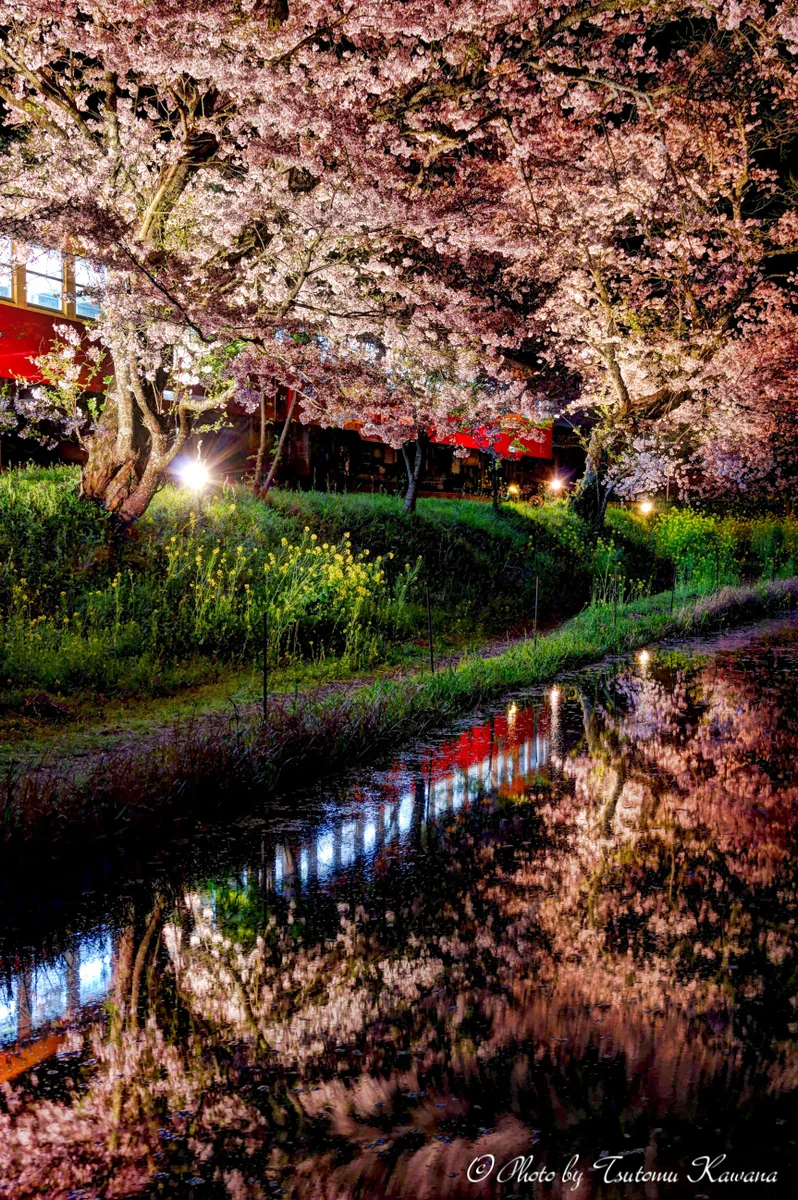 投稿写真：「夜桜繚乱の停車駅」