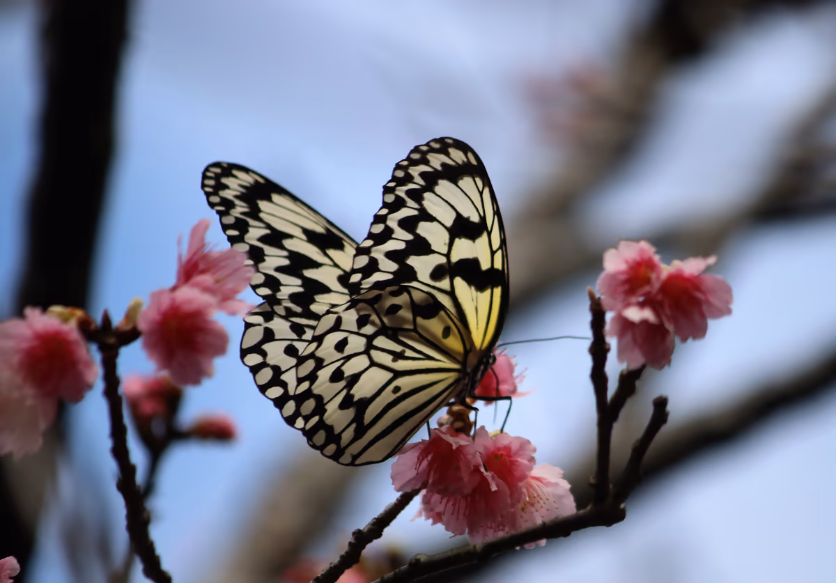 投稿写真：久米島のオオゴマダラと寒緋桜