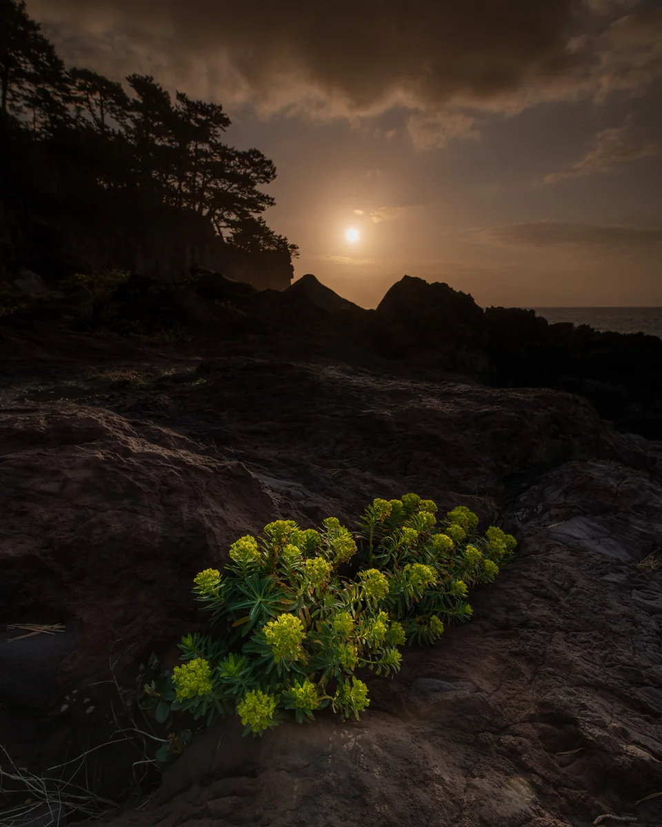 投稿写真：異彩放つ