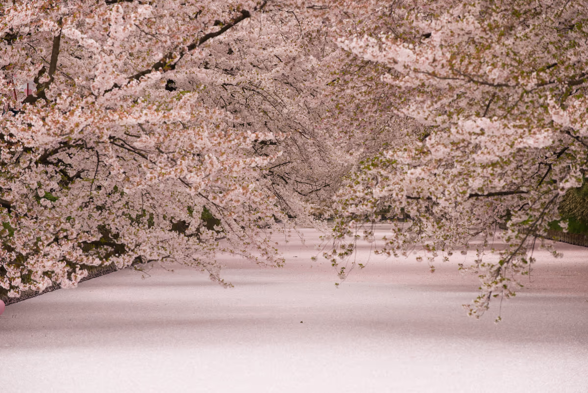 投稿写真：弘前の桜と花筏