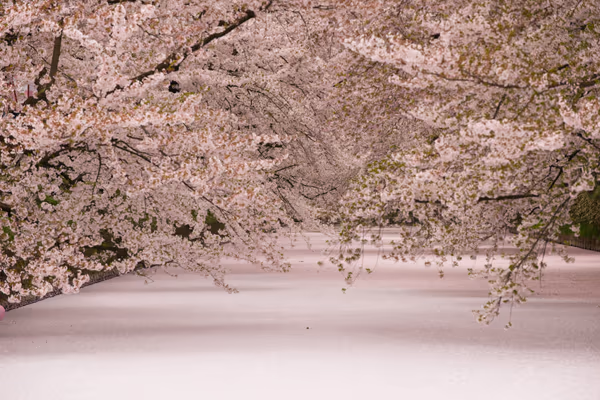 投稿：弘前の桜と花筏