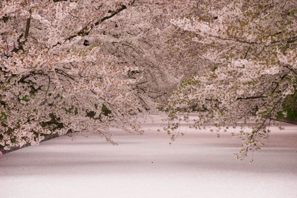 投稿：弘前の桜と花筏