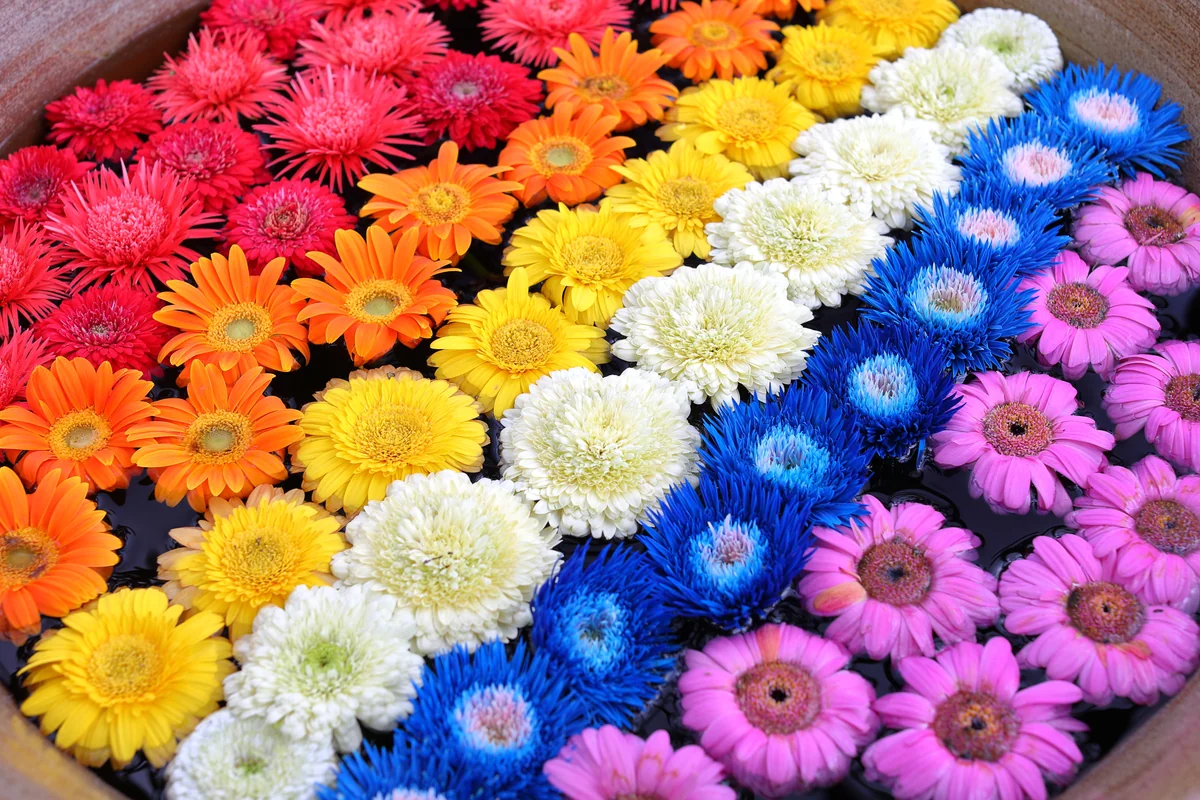 投稿写真：鮮やかなレインボーカラーの花手水