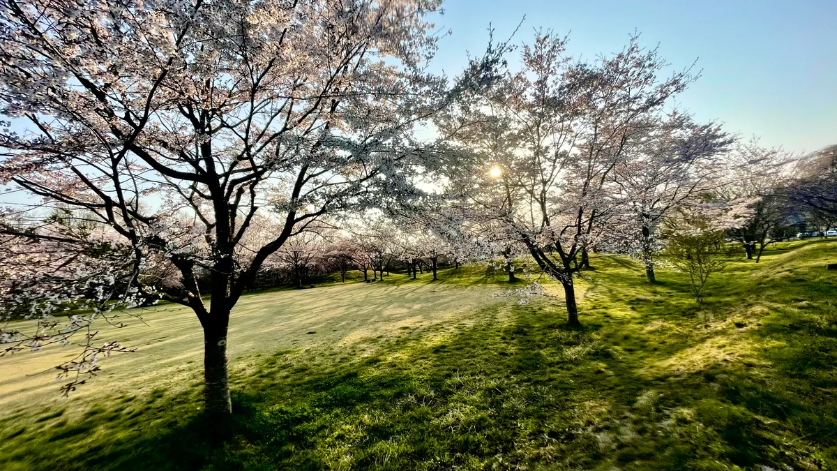 投稿写真：夕暮れの桜