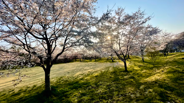投稿：夕暮れの桜