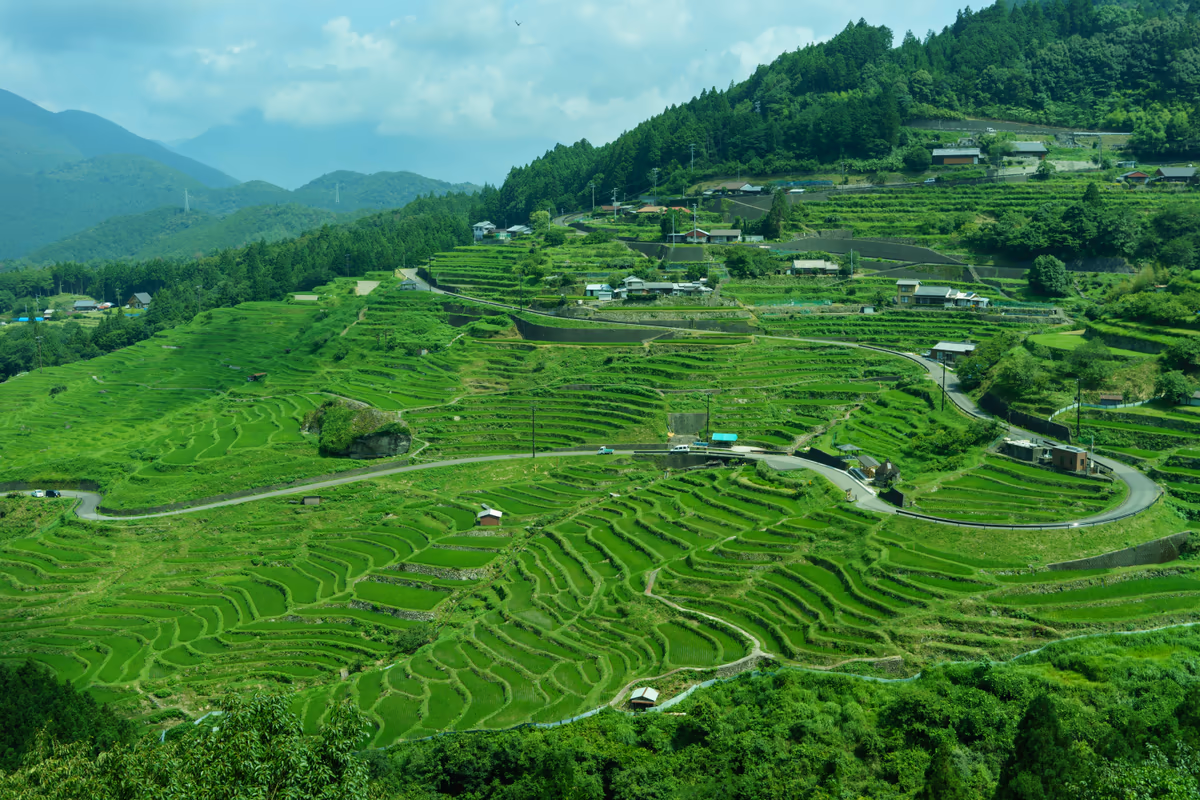 投稿写真：丸山千枚田