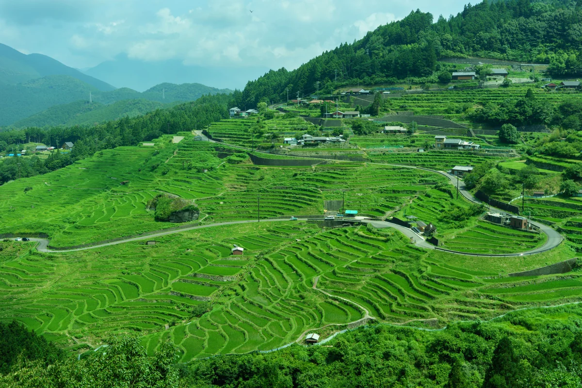 投稿写真：丸山千枚田