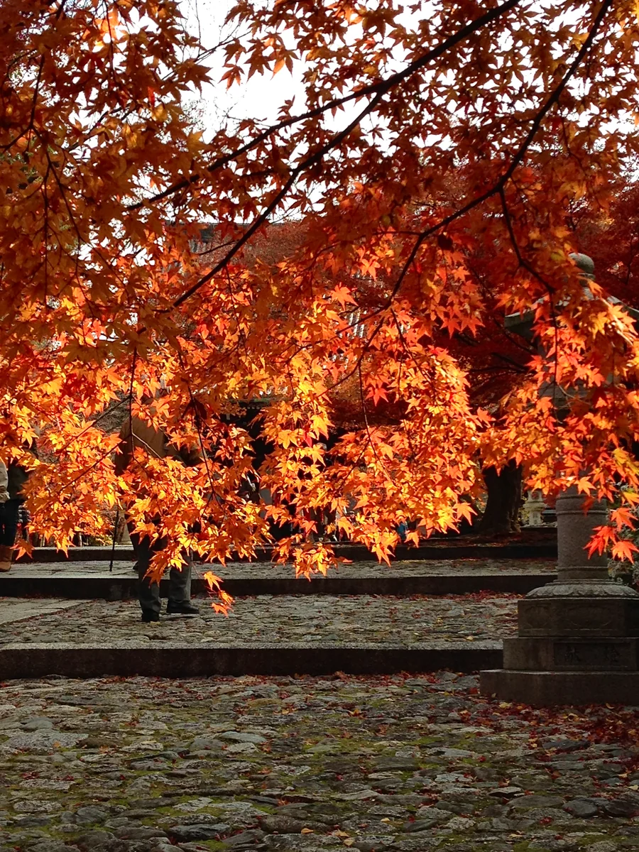 投稿写真：もみじの真如堂参道