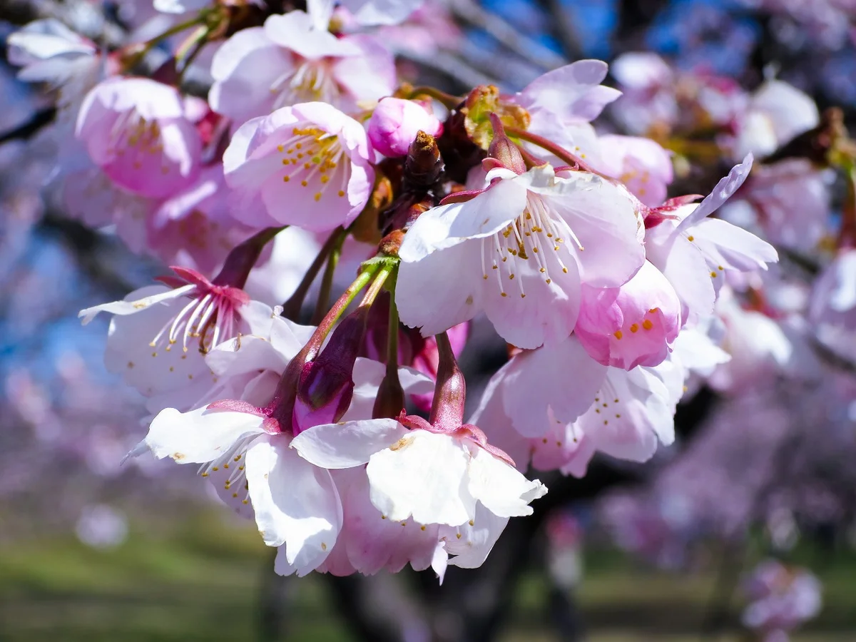 投稿写真：安行寒桜