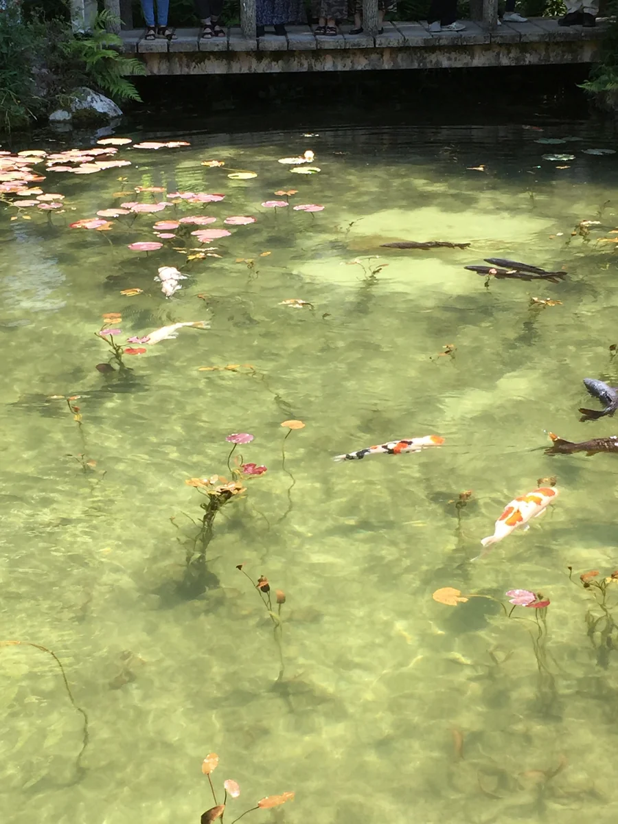投稿写真：モネの池