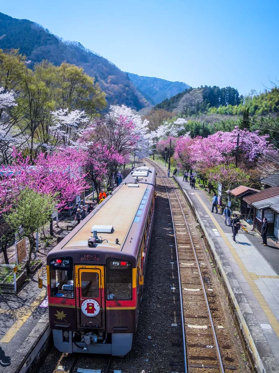 投稿写真：春爛漫の駅に停まるトロッコわっしー号