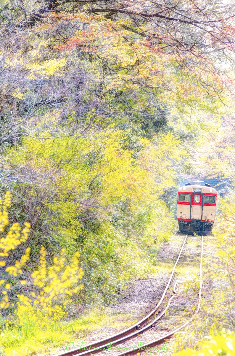 投稿写真：萌黄色トンネルだぁ～♪