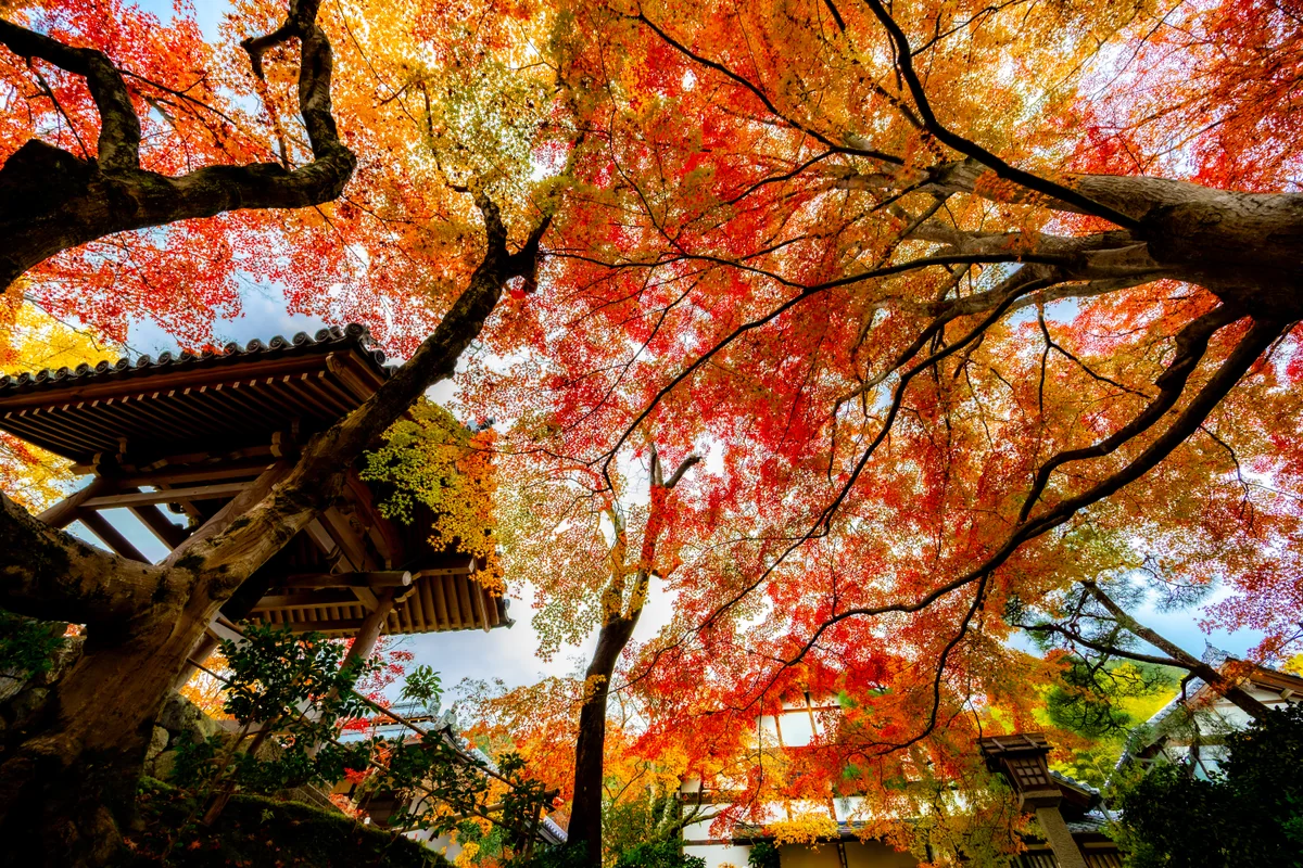 投稿写真：あかく染まる常寂光寺の鐘楼