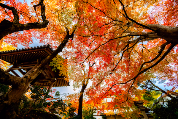投稿：あかく染まる常寂光寺の鐘楼