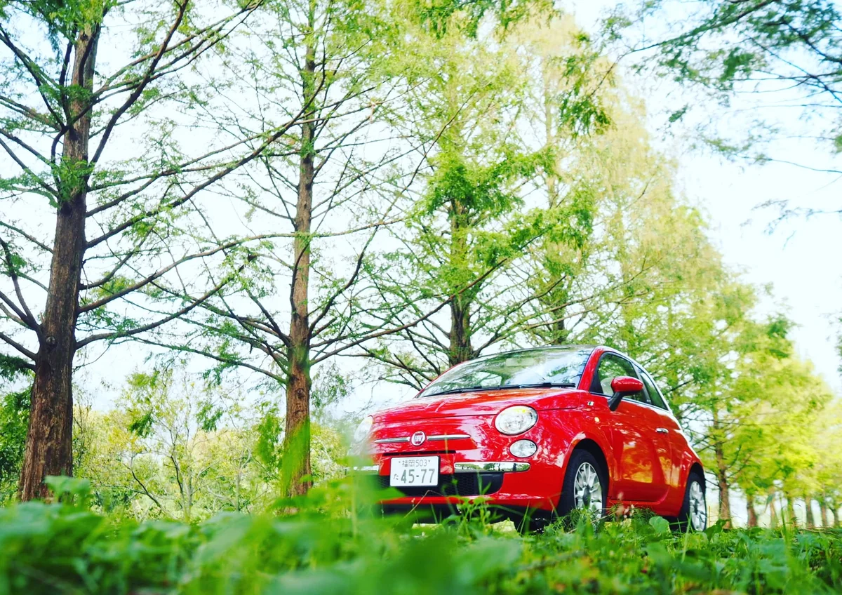 投稿写真：想い出とメタセコイア