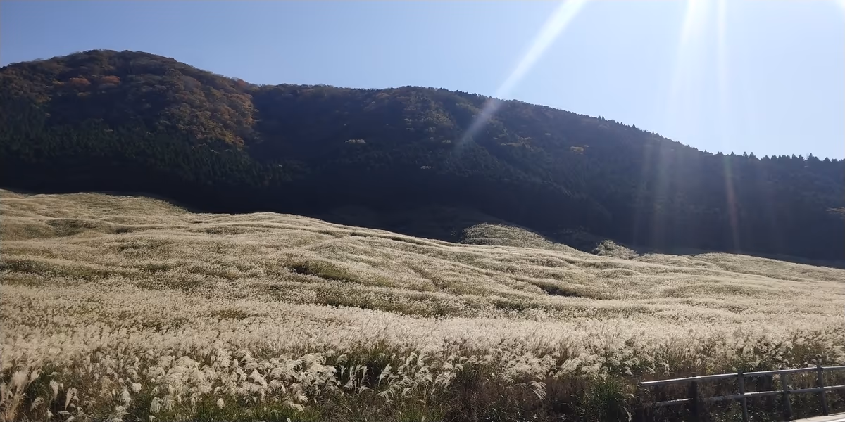 投稿写真：ススキ原野