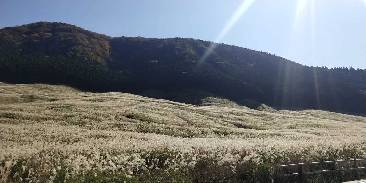 投稿写真：ススキ原野