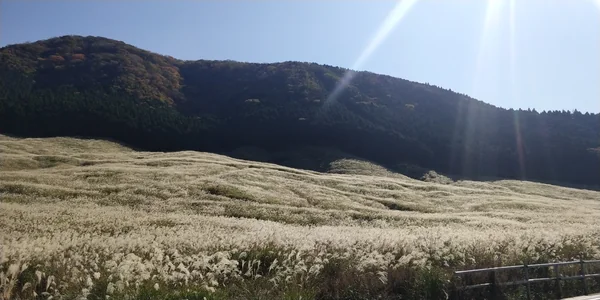 投稿：ススキ原野