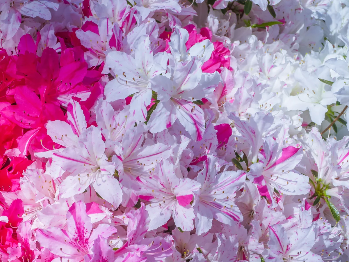 投稿写真：紅白のツツジ