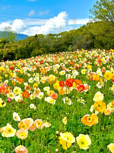 投稿：万博記念公園のポピー