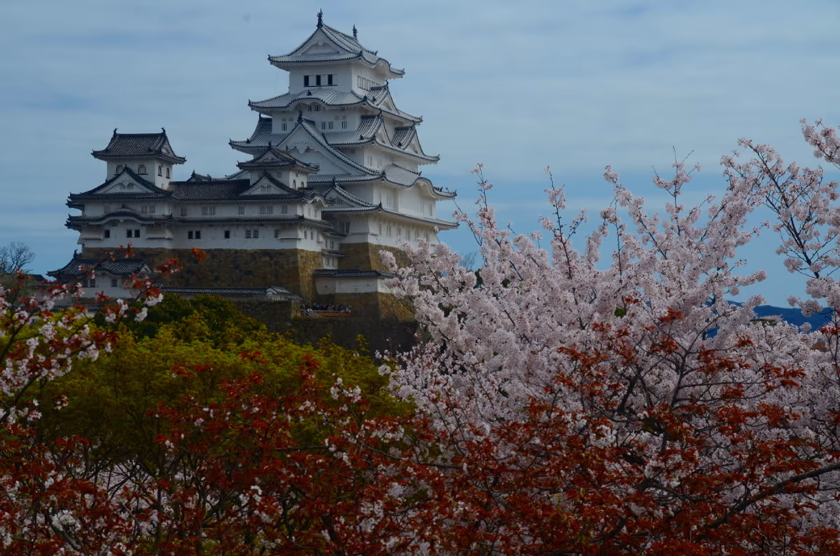 投稿写真：姫路城桜