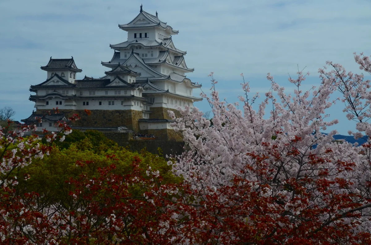 投稿写真：姫路城桜