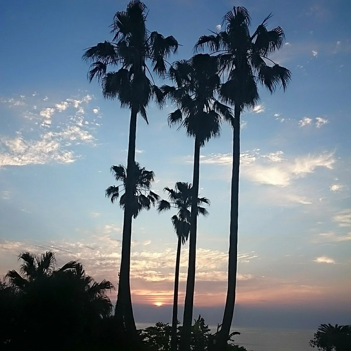 投稿写真：朝陽