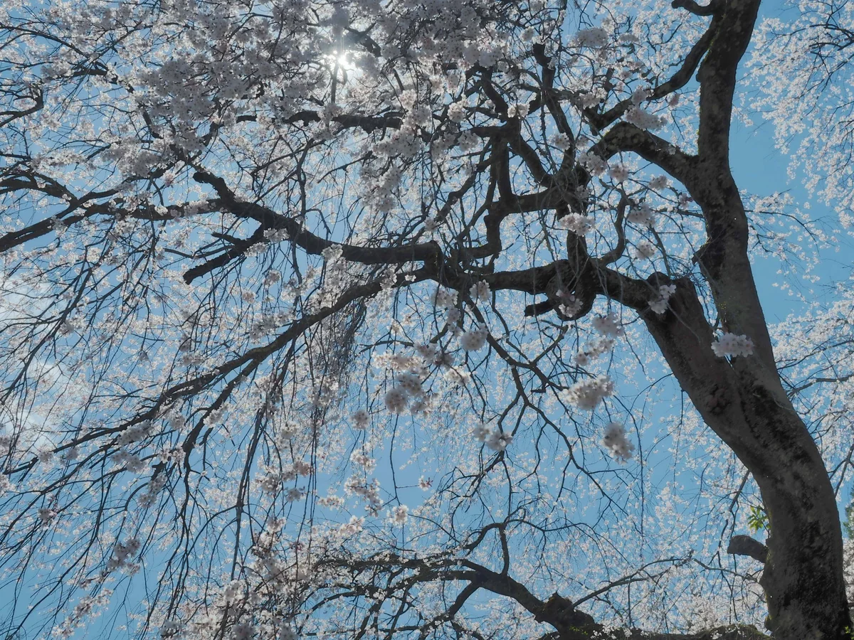 投稿写真：関場のしだれ桜
