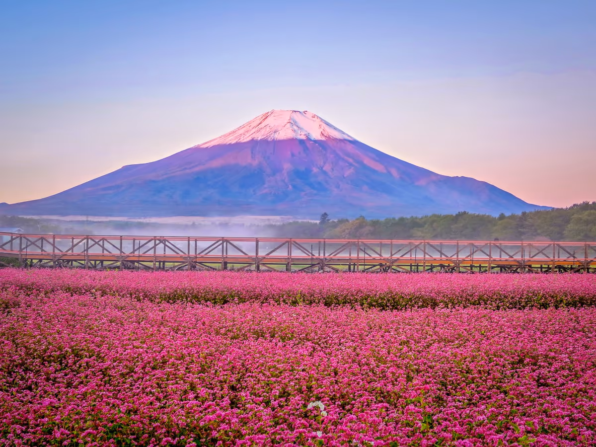 投稿写真：薄紅富士と赤そばの花