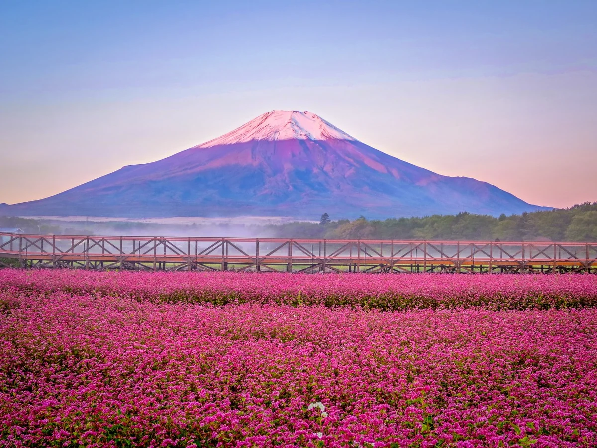 投稿写真：薄紅富士と赤そばの花