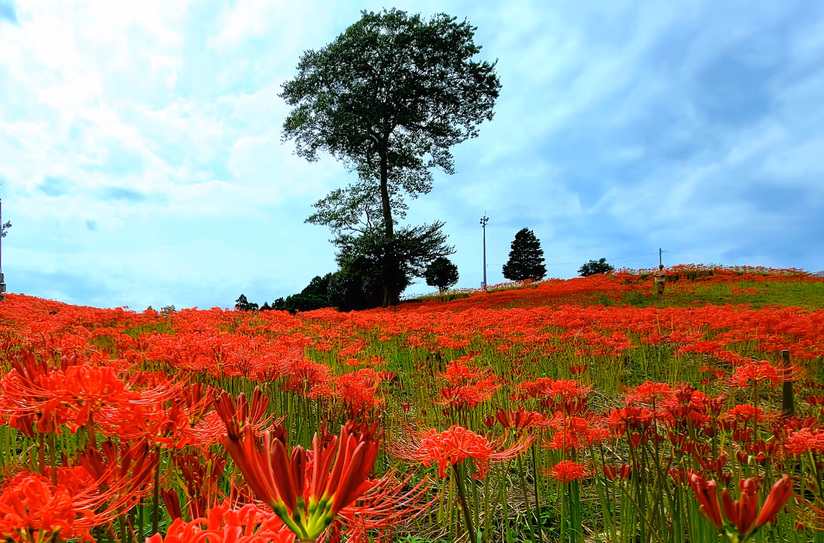 投稿写真：社の丘花園