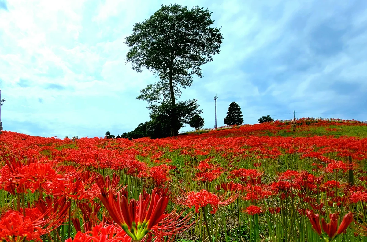 投稿写真：社の丘花園
