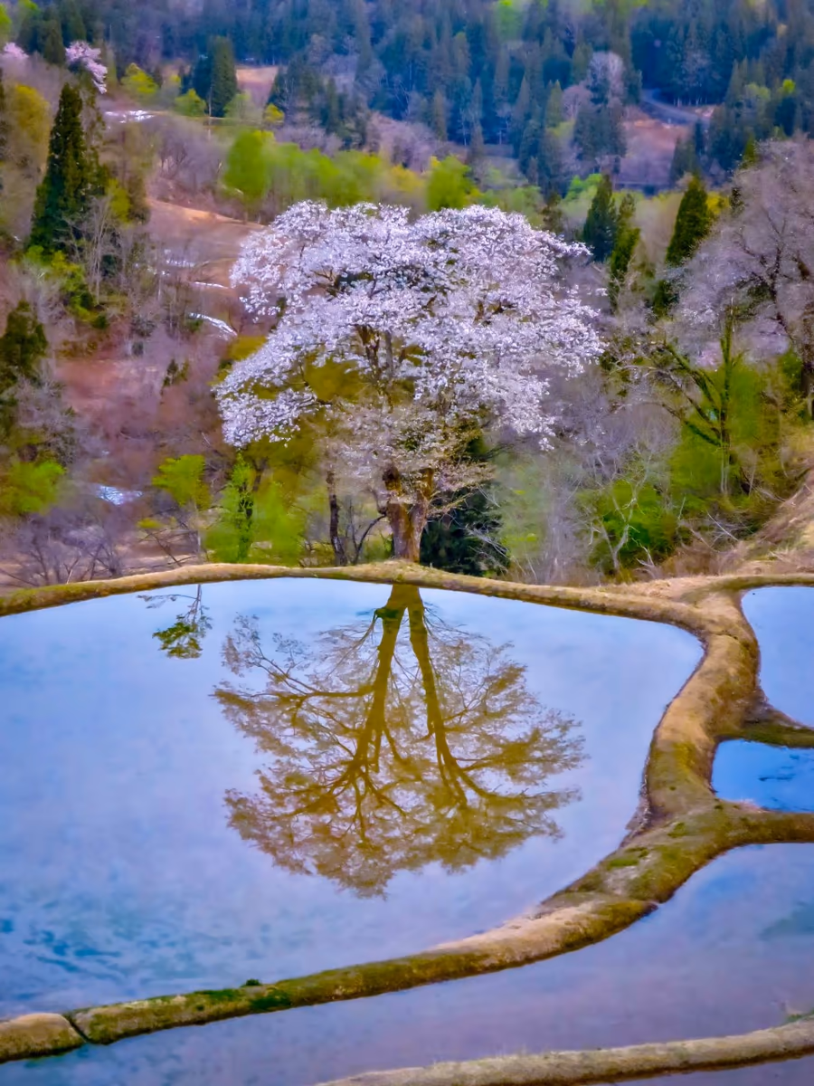 投稿写真：儀明の棚田に咲く一本桜のリフレクション