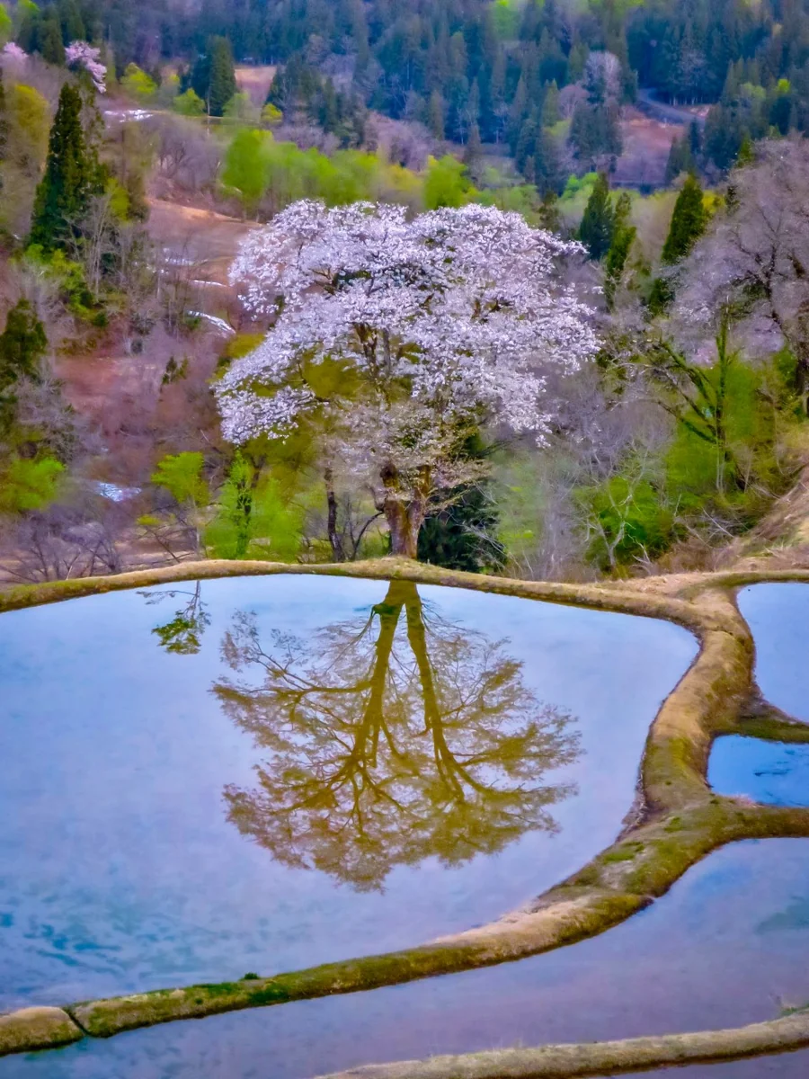 投稿写真：儀明の棚田に咲く一本桜のリフレクション