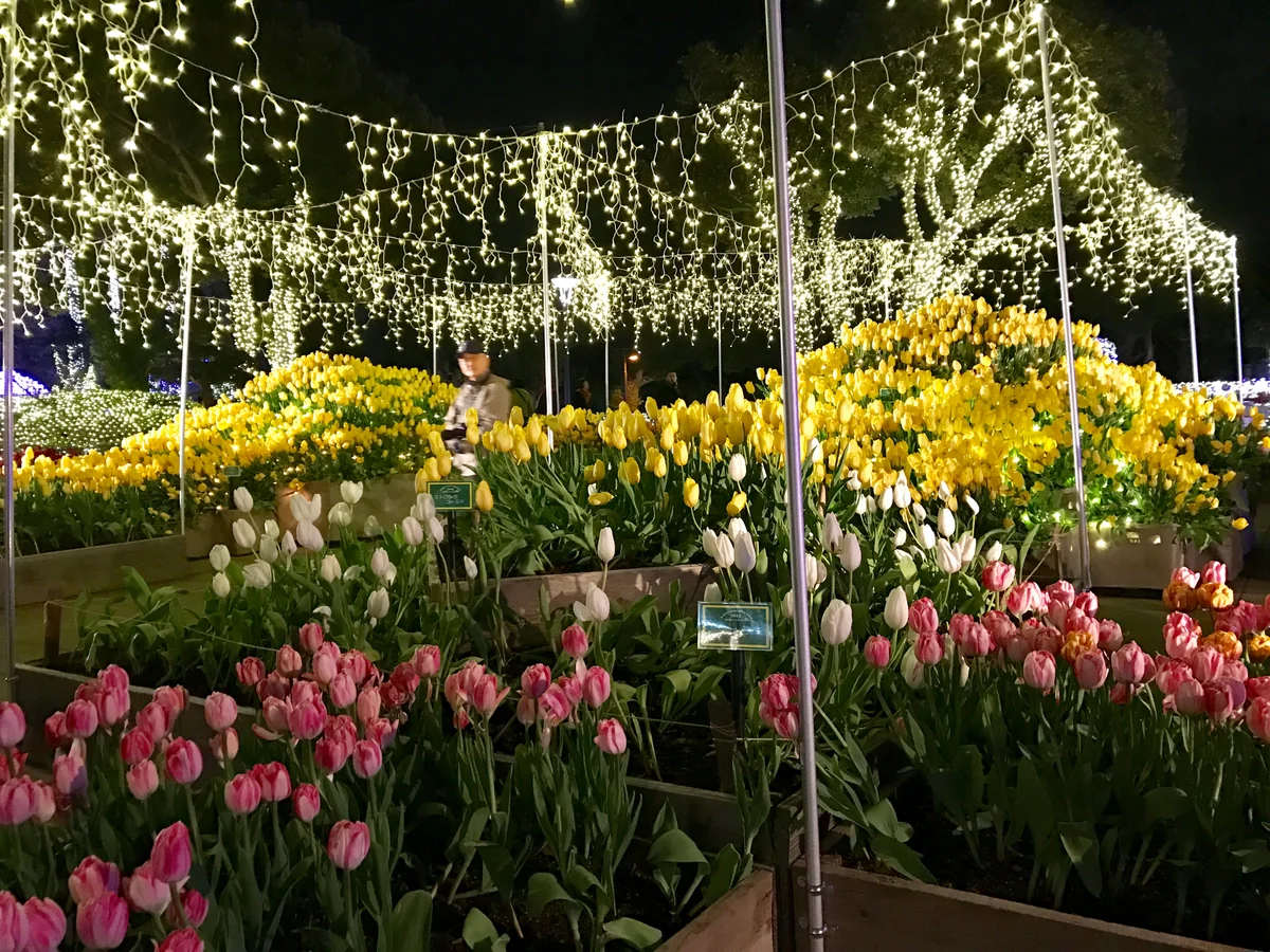 投稿写真：チューリップとイルミネーション🎵