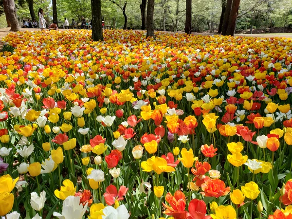 投稿：ひたち海浜公園のチューリップ