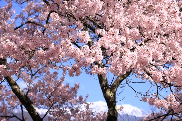 投稿：タカトウコヒガン桜と春の仙丈ヶ岳