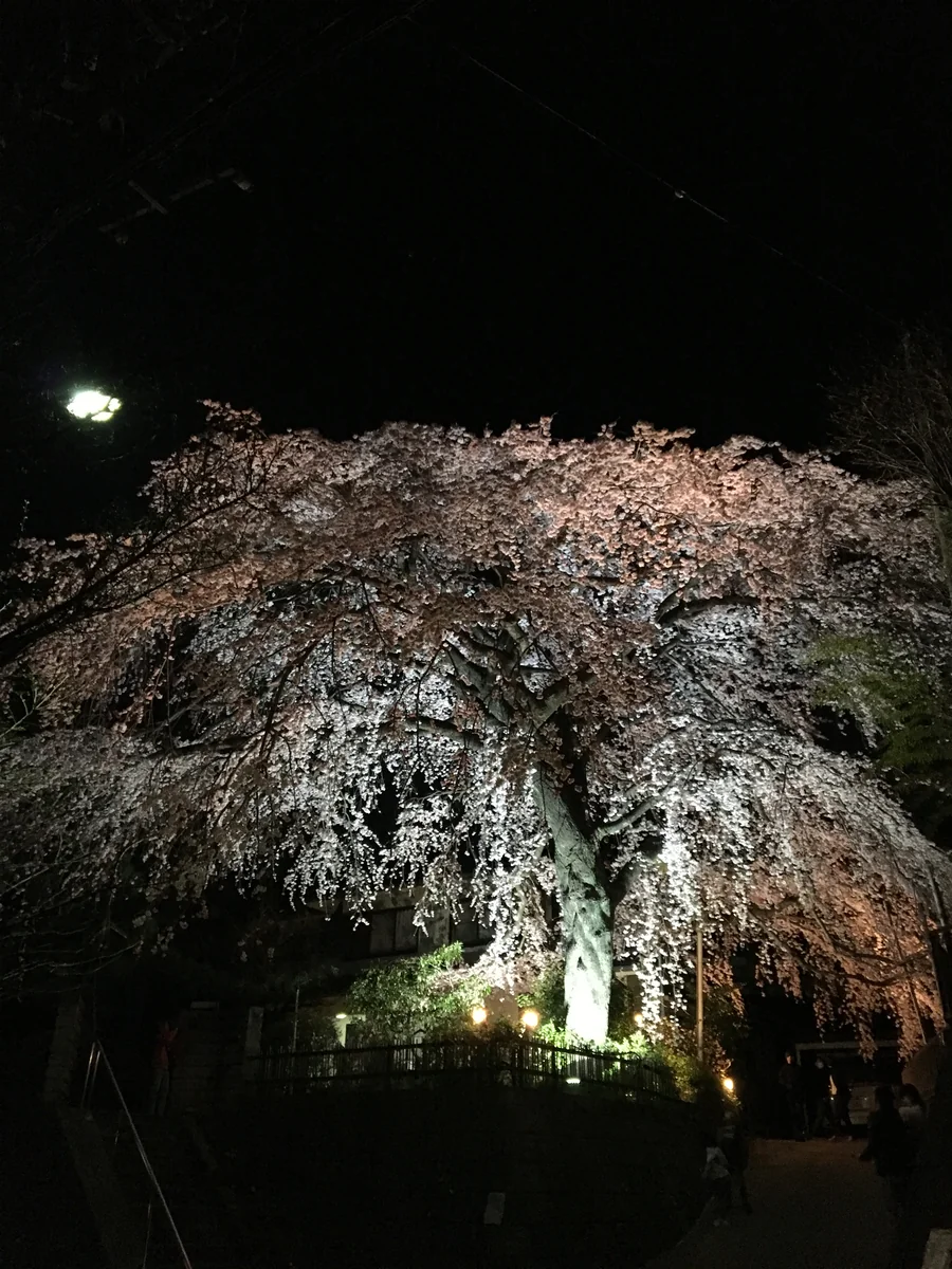 投稿写真：桜宵