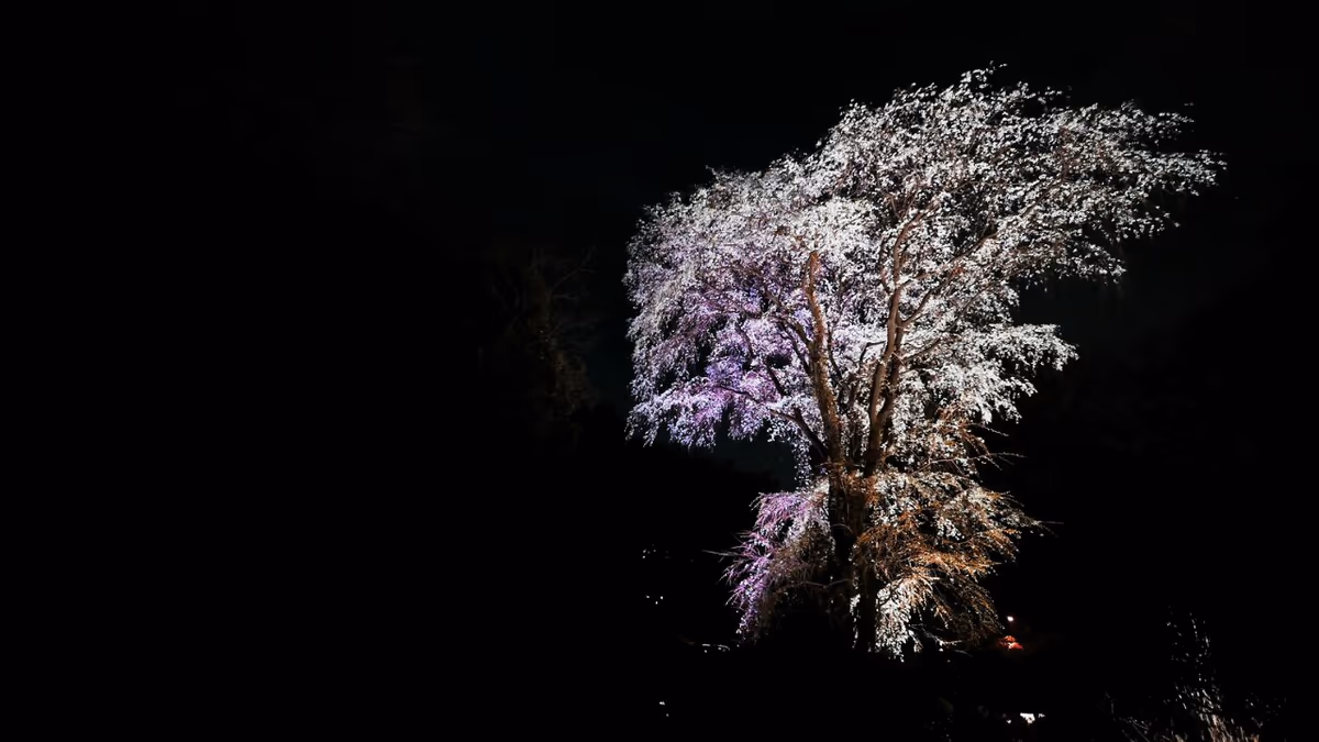 投稿写真：夜の垂れ桜