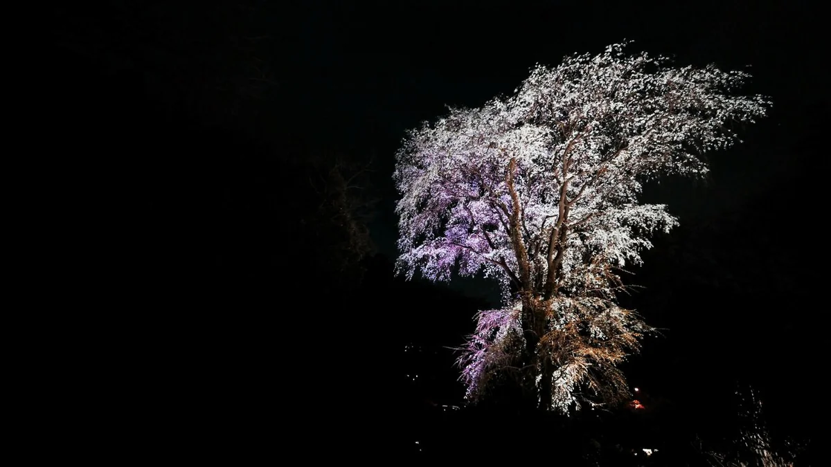 投稿写真：夜の垂れ桜