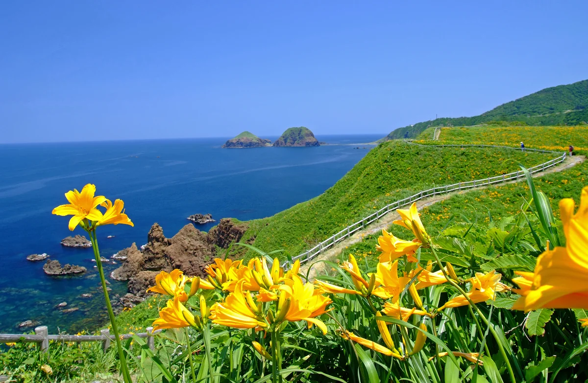 投稿写真：大野亀の海と花