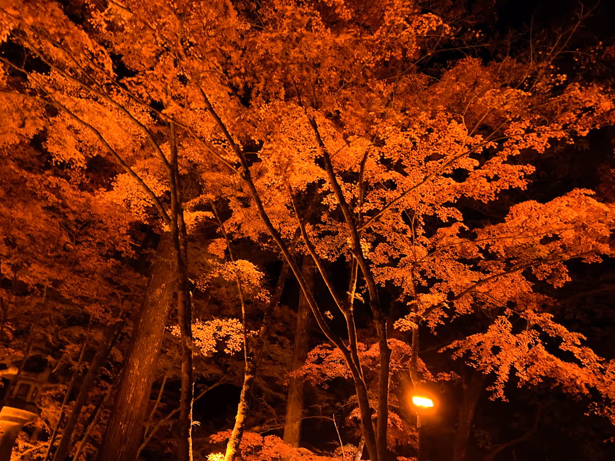 投稿写真：紅葉